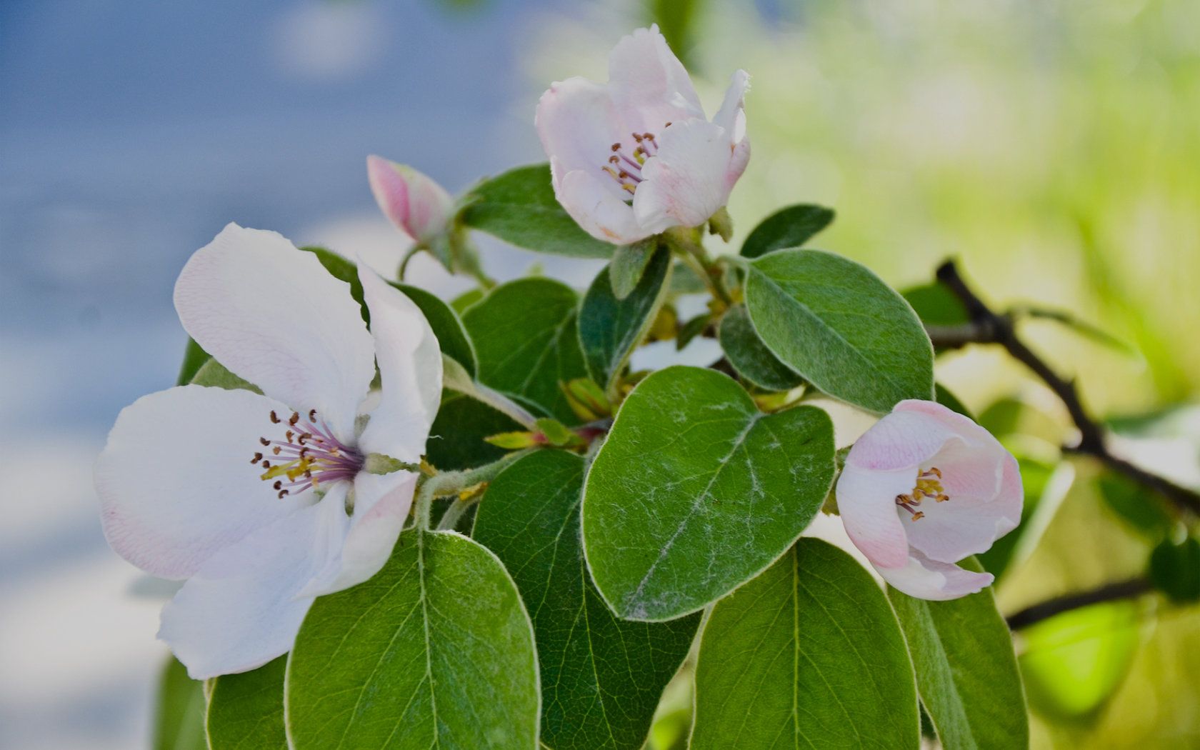 море пальма песок гамак